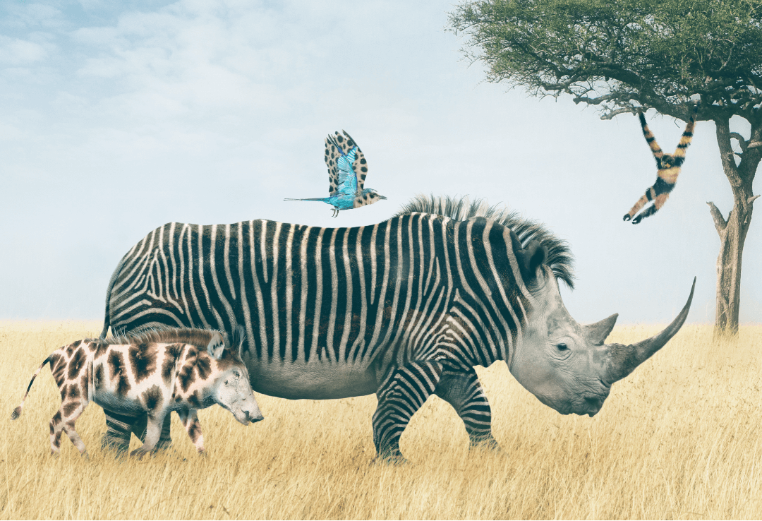 Rhinoceros with zebra stripes