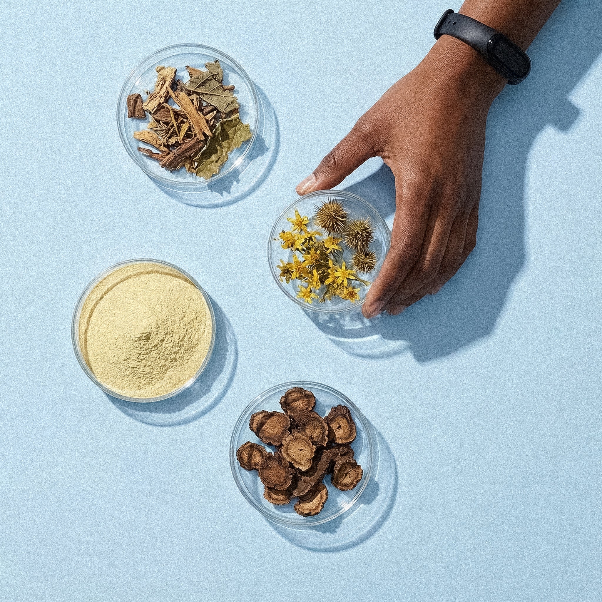 Hand holding Uranus Wiper haemorrhoids wipes ingredients in petri dishes